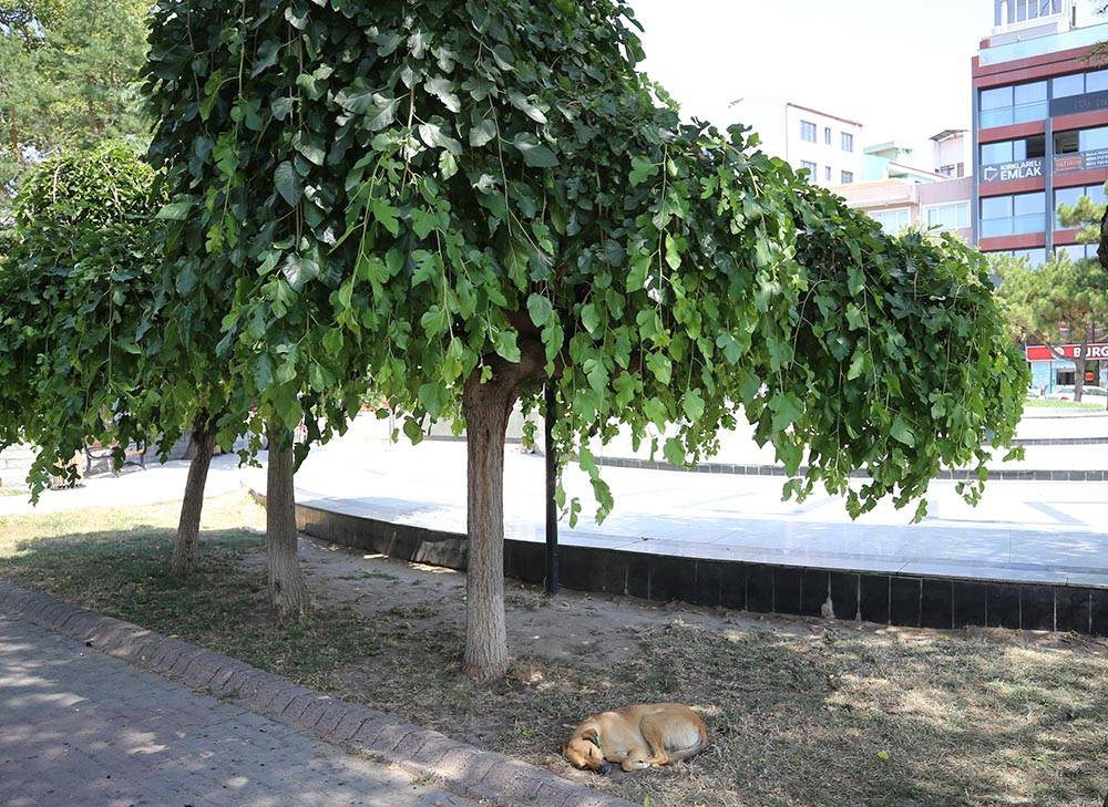 Trakya kavruluyor - Resim: 12